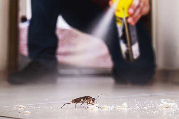 Trusted Ronkonkoma, NY Pest Control Experts