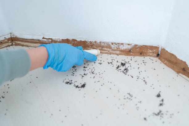 Best Pest Removal Services  in Ronkonkoma, NY